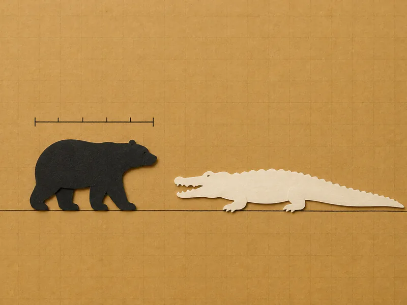 A black polar bear reference with a ruler above it beside a longer cream-white saltwater crocodile guess