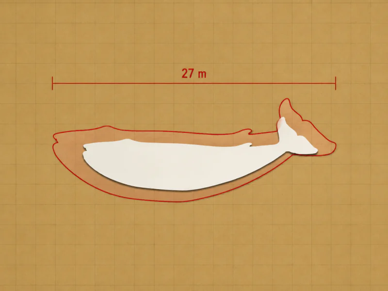 Step three, lock in: the true blue whale outline drawn in red over the smaller white guess, labelled 27 m